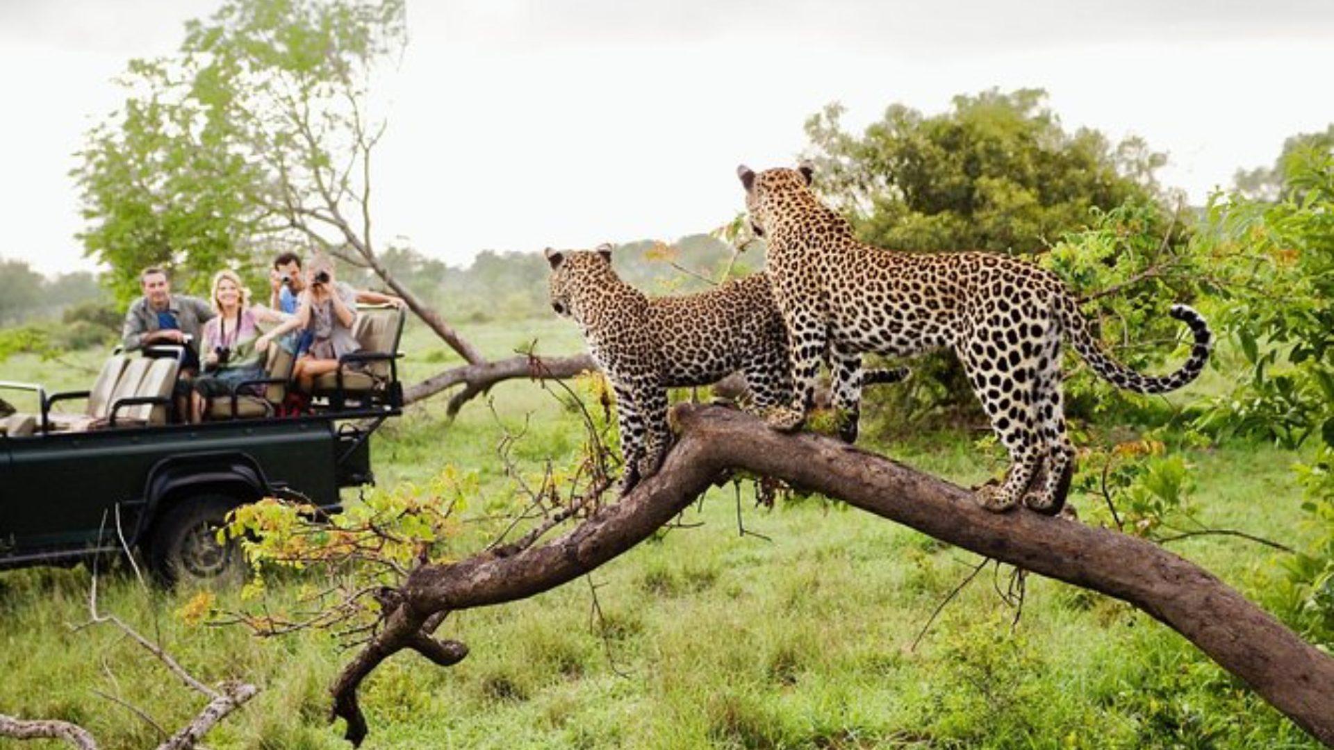 Leopard & Wildlife Safari